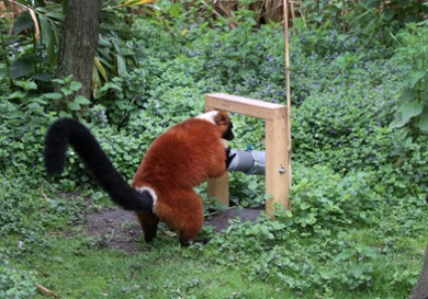 A red-ruffed lemur looking for food at Artis Zoo