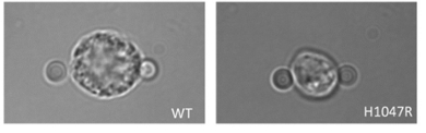 A freshly isolated macrophage