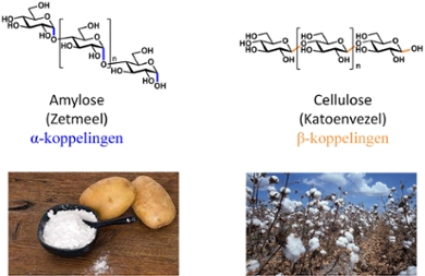 This image shows a schematic representation of the molecular structure of two long chains of glucose molecules, along with a photo of the final products. On the left, glucose molecules are linked vertically, forming starch. Below this is an image of starch powder with two potatoes to illustrate the concept. On the right, glucose molecules are linked horizontally, forming the plant fiber cellulose. Below this is an image of cotton, as cotton fibers are made of cellulose.
