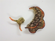 A colourful velvet worm split in two: on the left the head, on the right it's body. A new body will regenerate from the head.