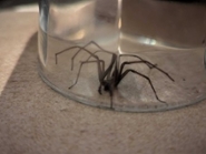 Spider inside the home of some of the participants.