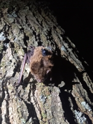 Close-up of a pond bat in the dark, perched on a tree trunk, with a GPS tracker on its back.